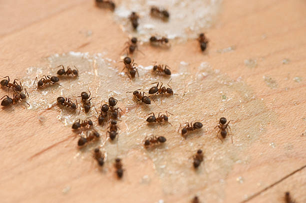 Best Pest Control for Restaurants  in Happy Valley, CA