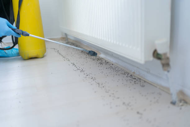 Best Wasp Removal Services  in Happy Valley, CA